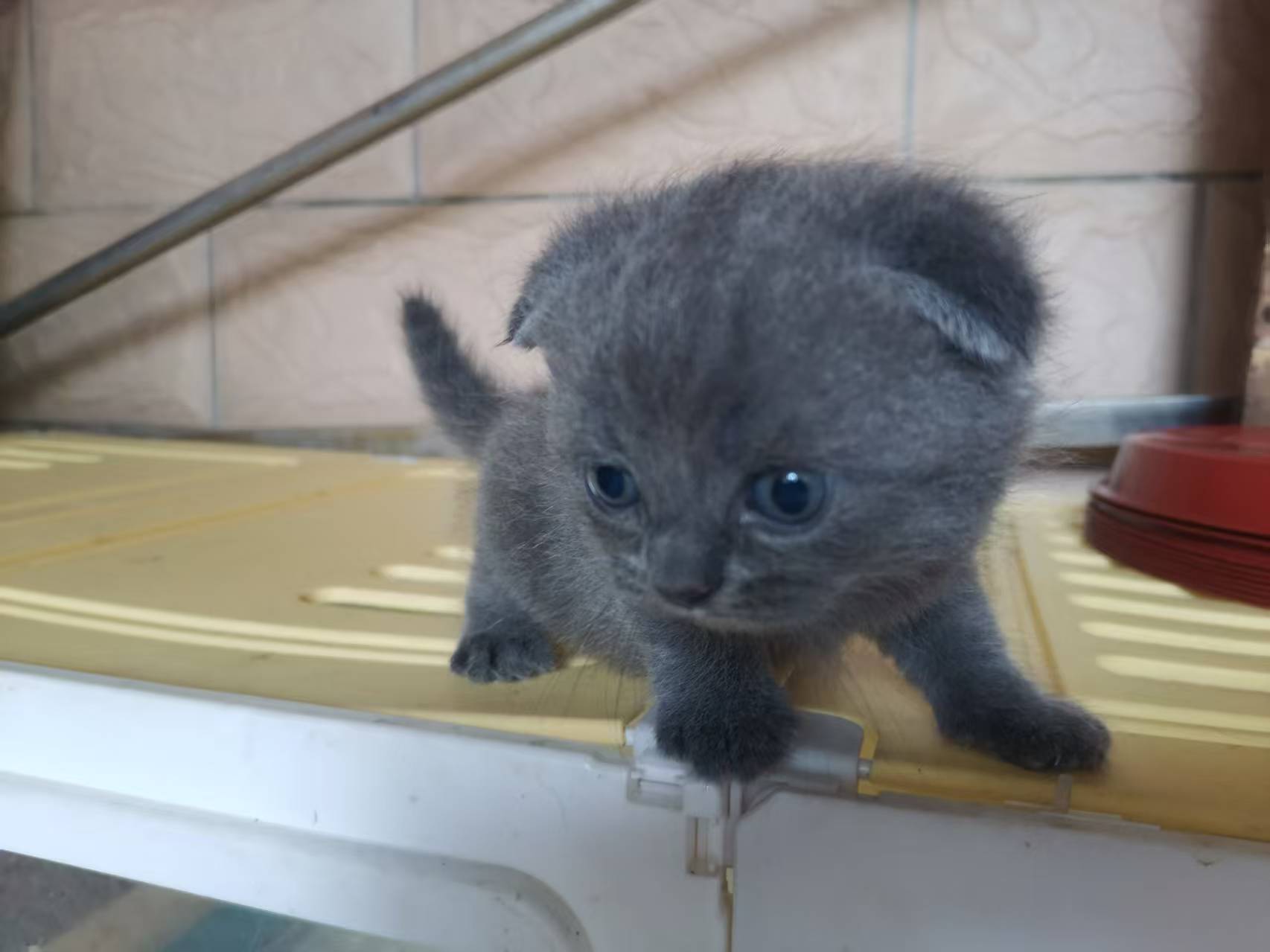 紫金渐层猫(白)公➕英国短毛猫(蓝)母